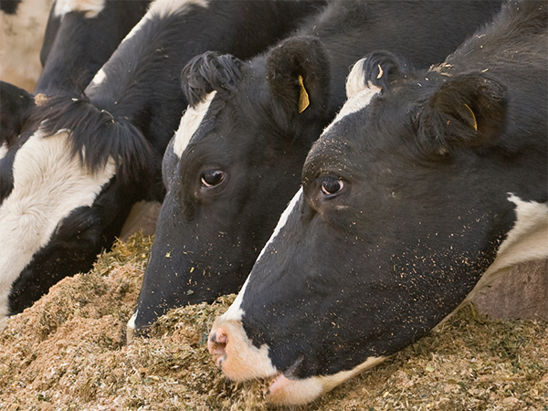 Alimentos Animales - Vaca